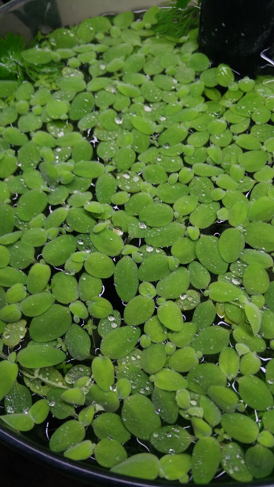 Salvinia auriculata