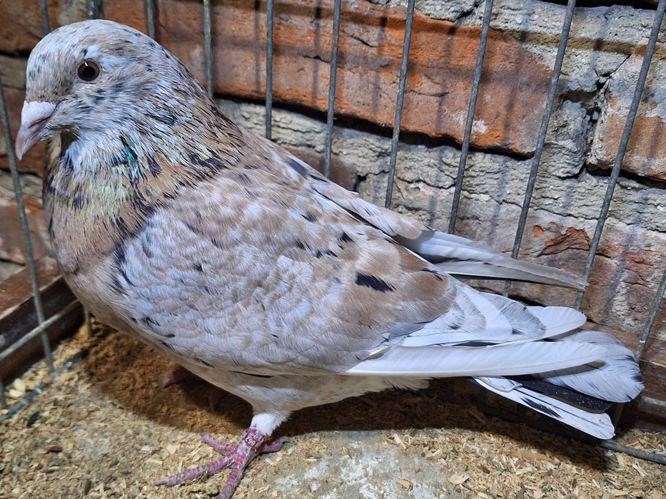 Golębie nietypowej barwy opal almond qualmond