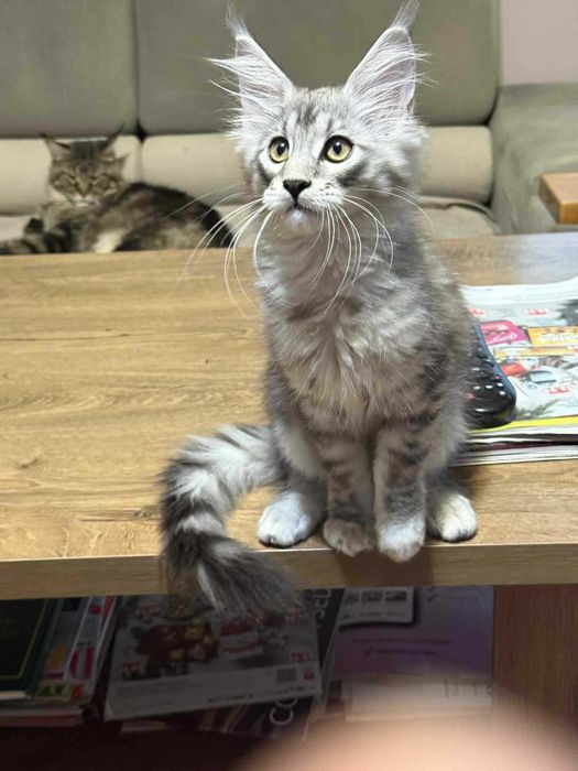 Oktawia - radosna srebrna panienka maine coon