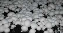 Grzybnia pieczarki 10kg