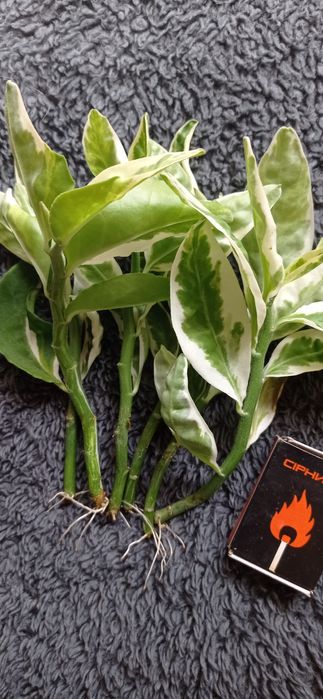 Продам Педилантус