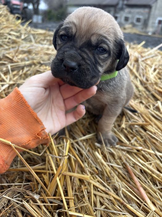 Szczeniaki do oddania