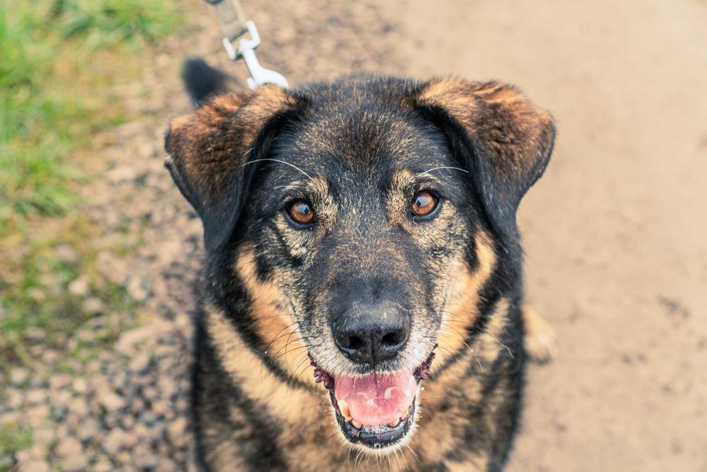 Bigosik - grzeczny, wspaniały, idealny, dojrzały piesek do adopcji