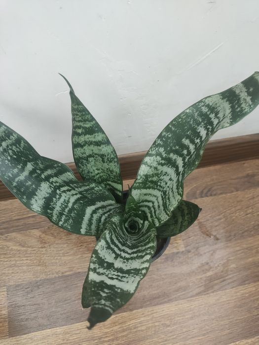 Сансевиерия тещин язык щучий хвост