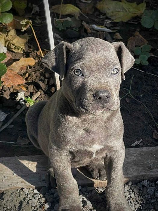 Щенок Кане Корсо мальчик 2 месяца в хорошие руки