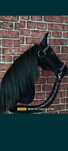 Hobby Horse Kary