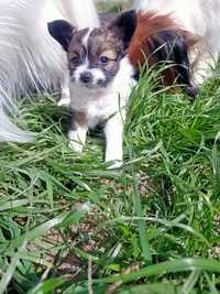 Papillon spaniel kontynentalny suczka