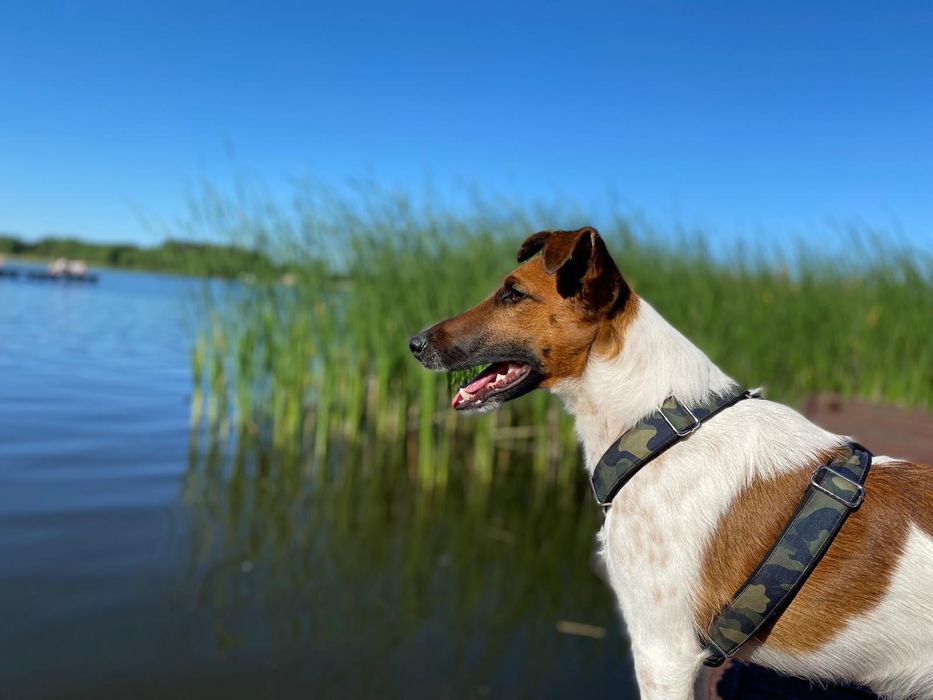 Krycie - Foksterier krótkowłosy