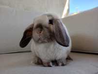 Królik miniaturka mini lop minilop