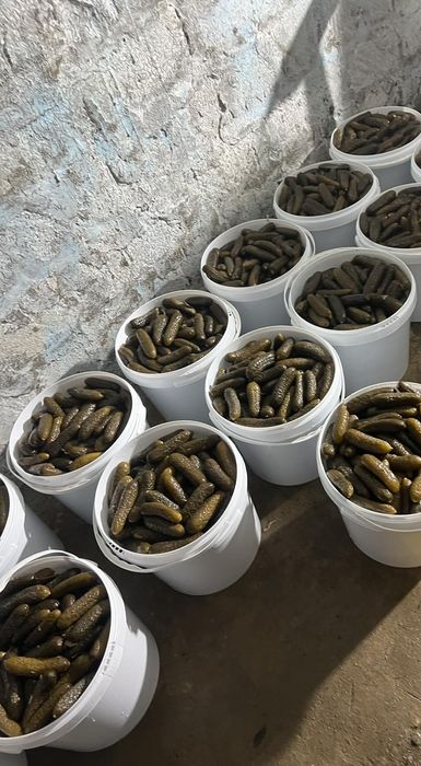 Продам квашені огірки помідори та яблука