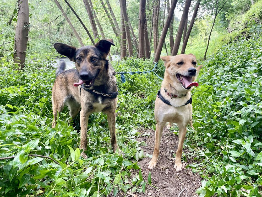 Meiga e sociável com outros cães