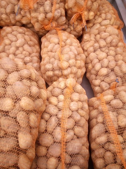 Ziemniaki jadalne Lord