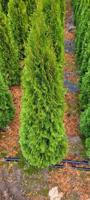 ТУЇ СМАРАГД (Smaragd) 1,8–2,2 м !Акційна ціна!