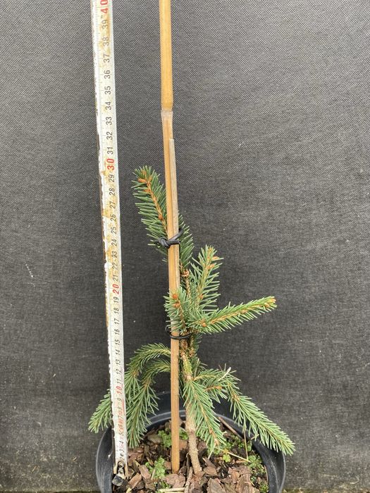 Хвойні привиті щеплені