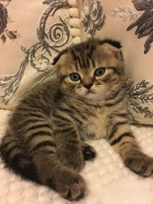 Шотландский вислоухий котенок