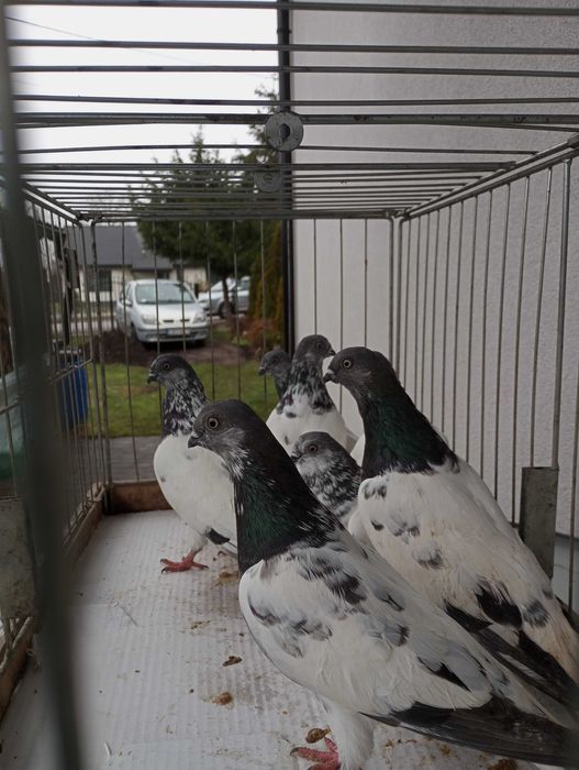 Gołębie Budapeszty końcate