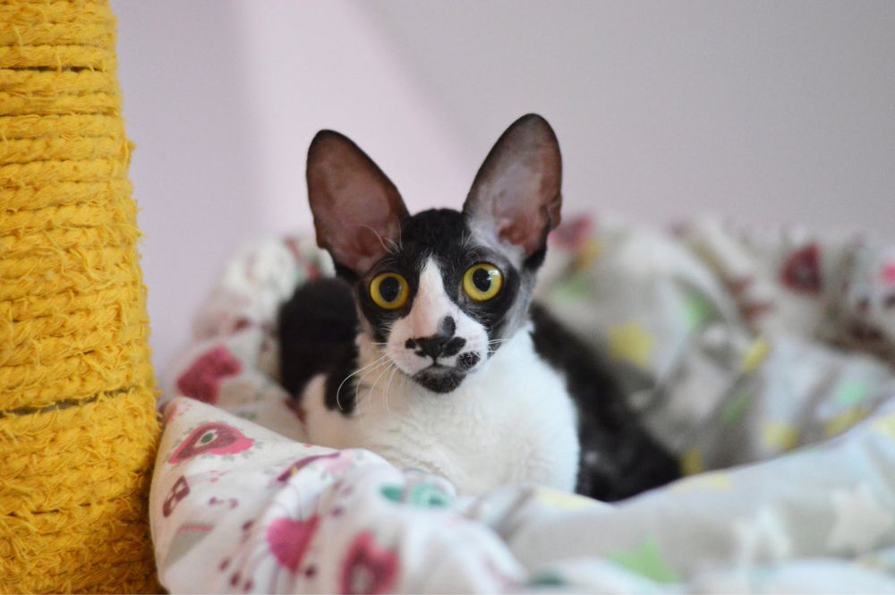 Cornish Rex- wspaniała Koteczka Jeynes