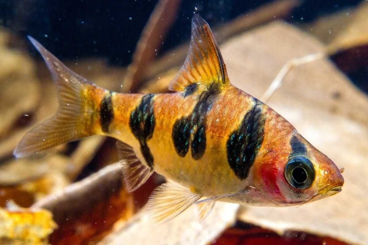 Brzanka nadobna - Desmopuntius rhomboocellatus - dowozimy
