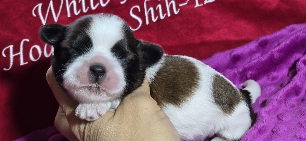 Shih tzu piesek malutki Odi