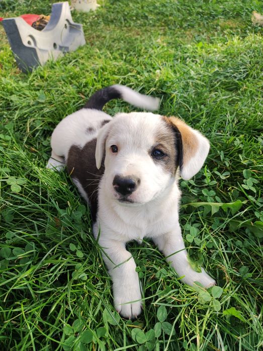 Oddam pieski w dobre ręce