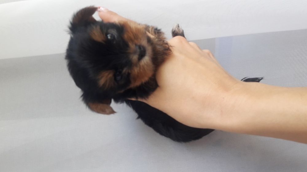 детки Йорики Одесса