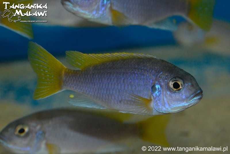 Pyszczak Pseudotropheus sp. „acei” Luwala Reef  TanganikaMalawi