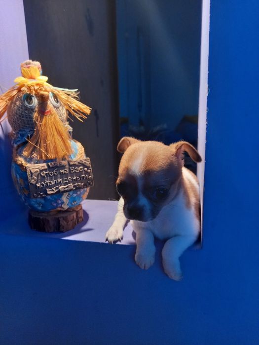 Щенки чихуаху