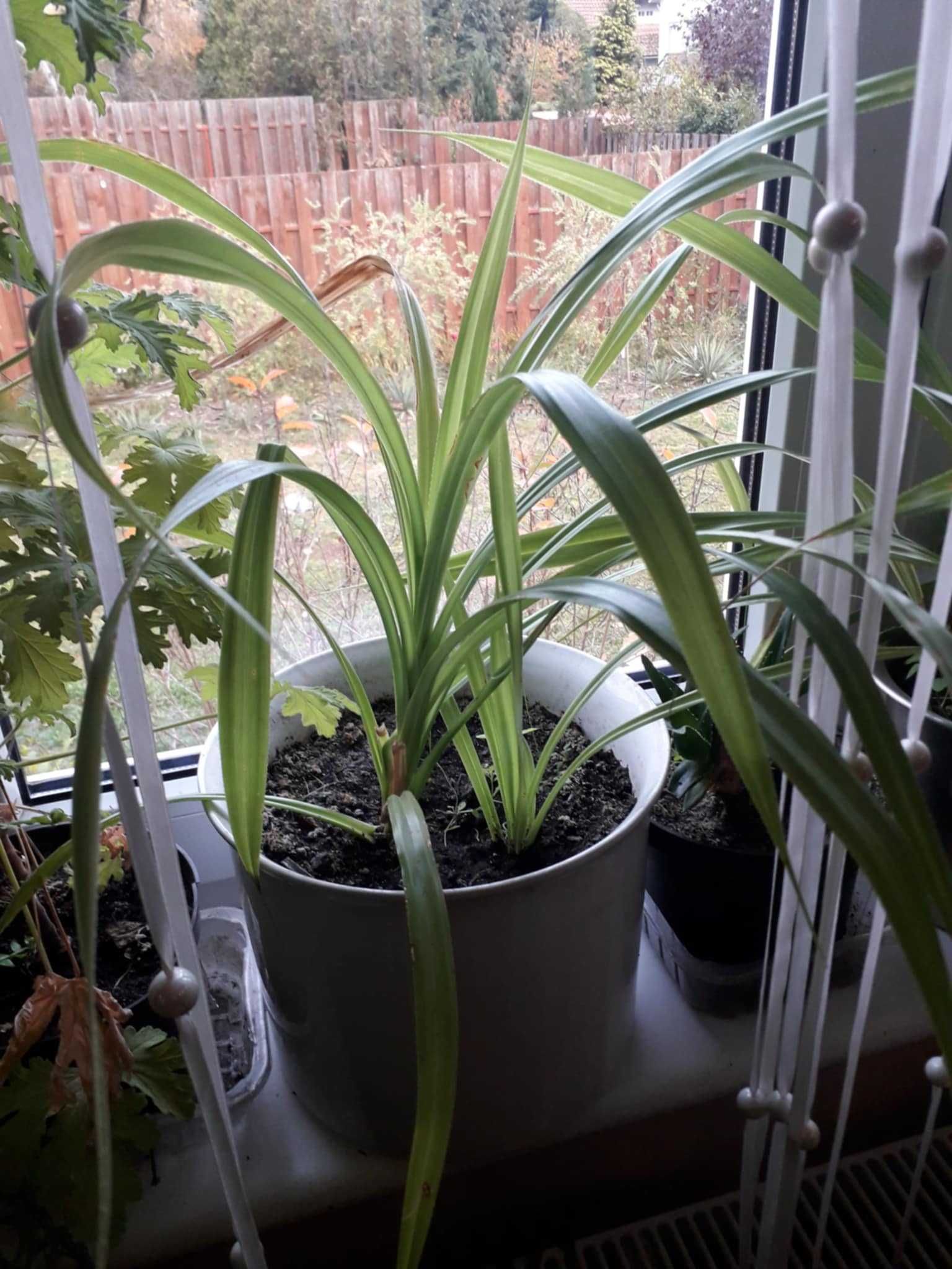 roslina doniczkowa Pandan, roslina w typie palmy -draceny
