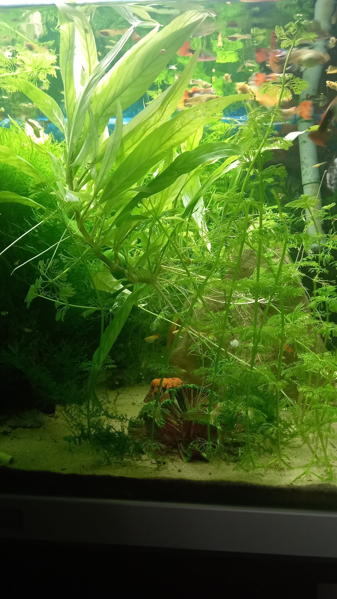 Plantas para aquário
