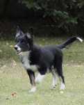 Border Collie suczka czarno-biała, szczenię 16 tyg.
