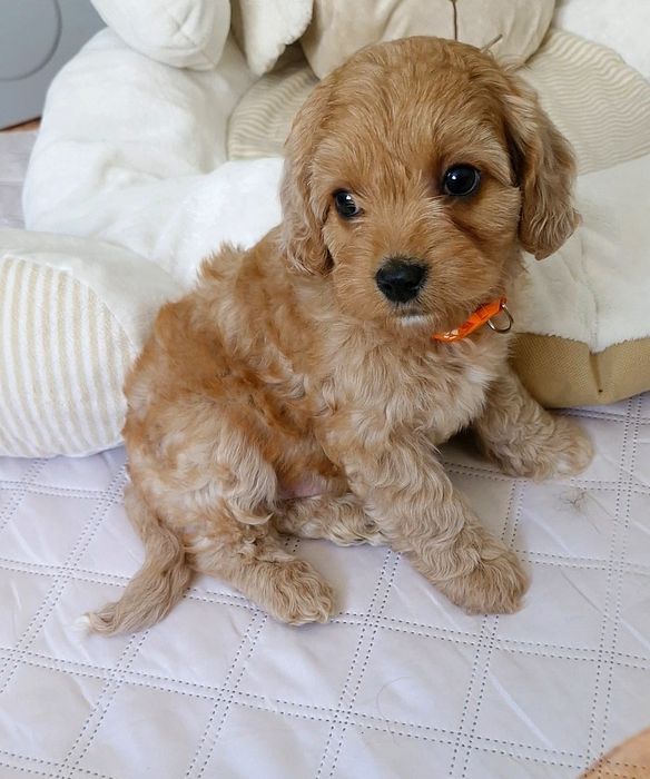 Chłopiec Cavapoo f1 ** HENIO **