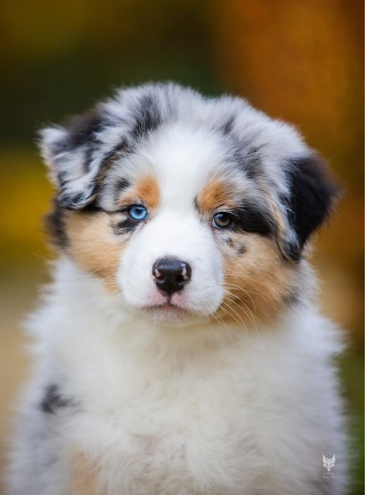 Різноока дівчинка блакитний мармур Австралійська вівчарка (ауссі)