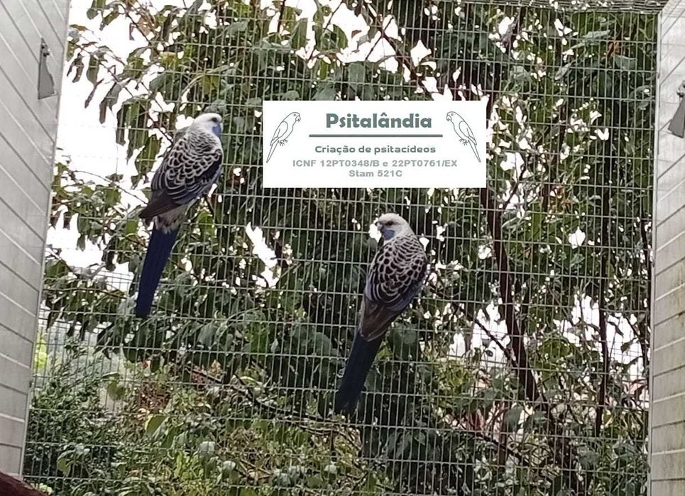 Casal de roselas penant azul