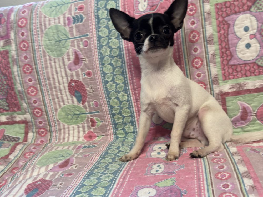 Chihuahua chłopczyk gorowy do odbiotu
