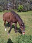 Cavalo capado mp