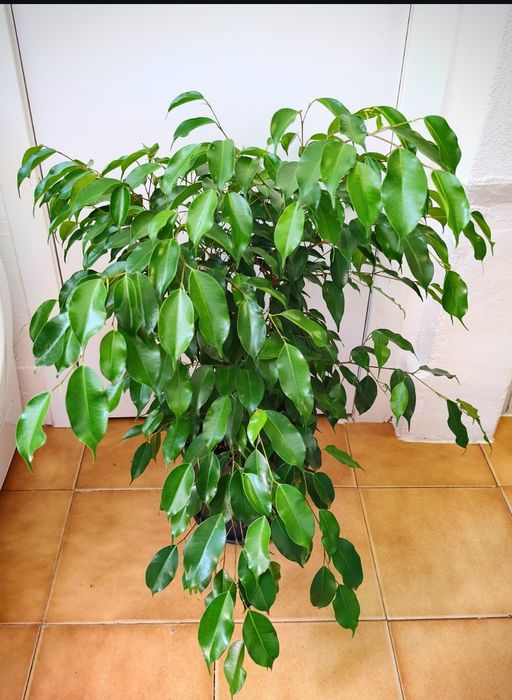 Fícus, plantas, jardim, árvore, decoração, natureza