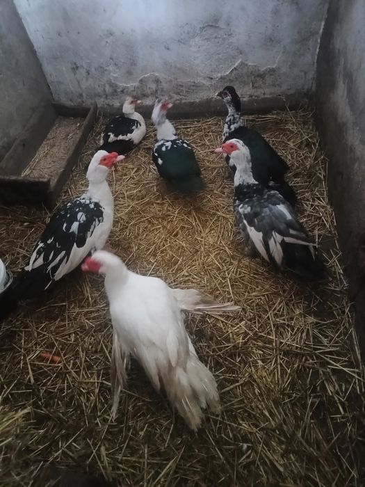 Sprzedam kaczki i kaczory