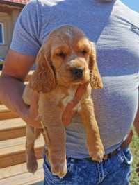 Cocker spaniel angielski