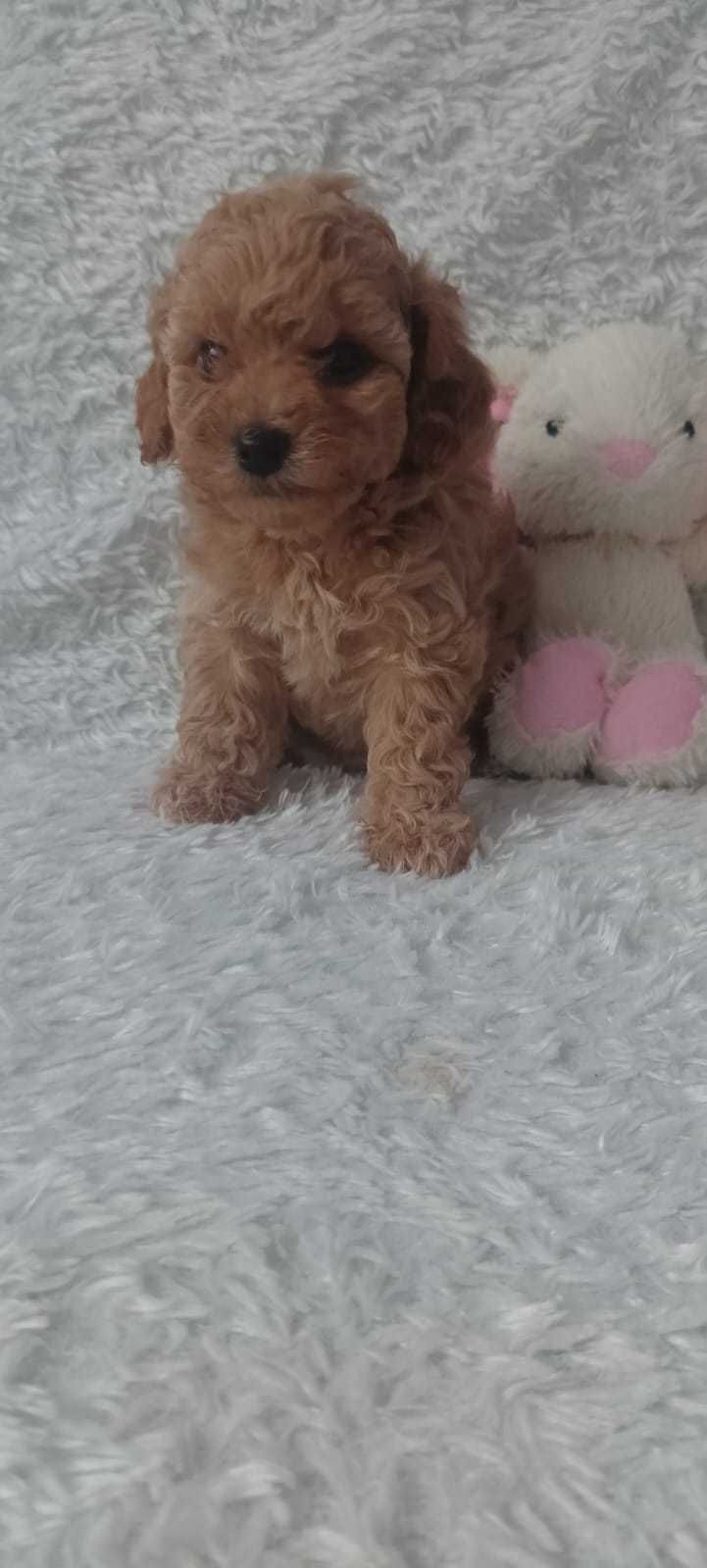 Maltipoo po rodowodowach i małych rodziców.