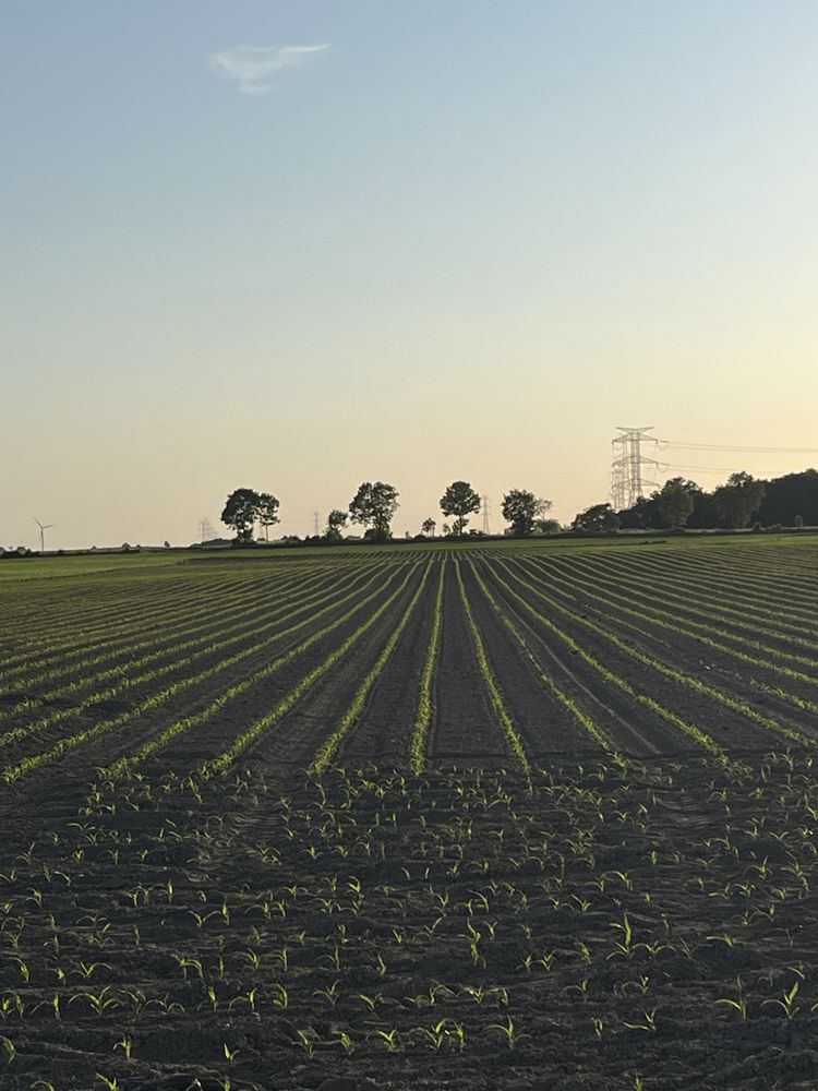 Siew kukurydzy,buraków i słonecznika GPS do 1 cm