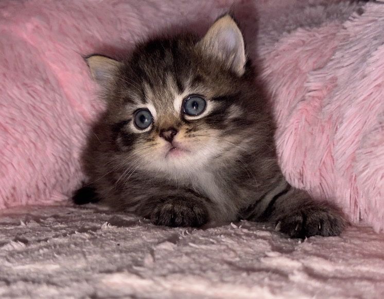 Маленькі пухнастики шукають дім!