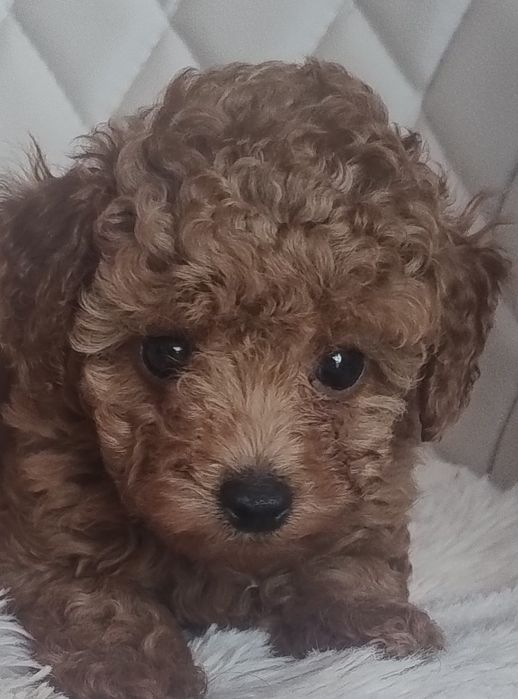 Śliczna Maleńka Suczka Pudel Toy - Red Brown - Do Rezerwacji!