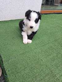 Suczka Border Collie gotowa do odbiór