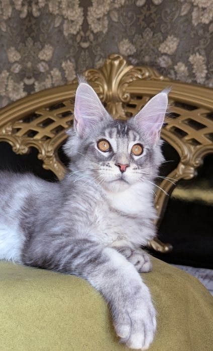 Малишня Мейн Кун