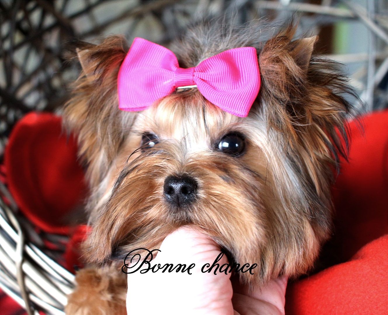 Maleńka sunia Yorkshire terrier