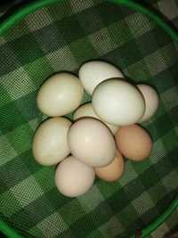 Ovos de galinha e codornizes caseiros para consumo ou incubação