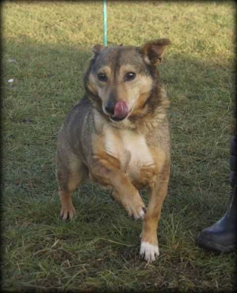 Fugar - kochany psiak do adopcji :)