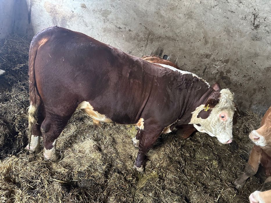 Buhaje rozpłodniki Hereford 100%