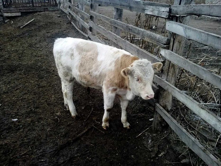 продам бика на тримання