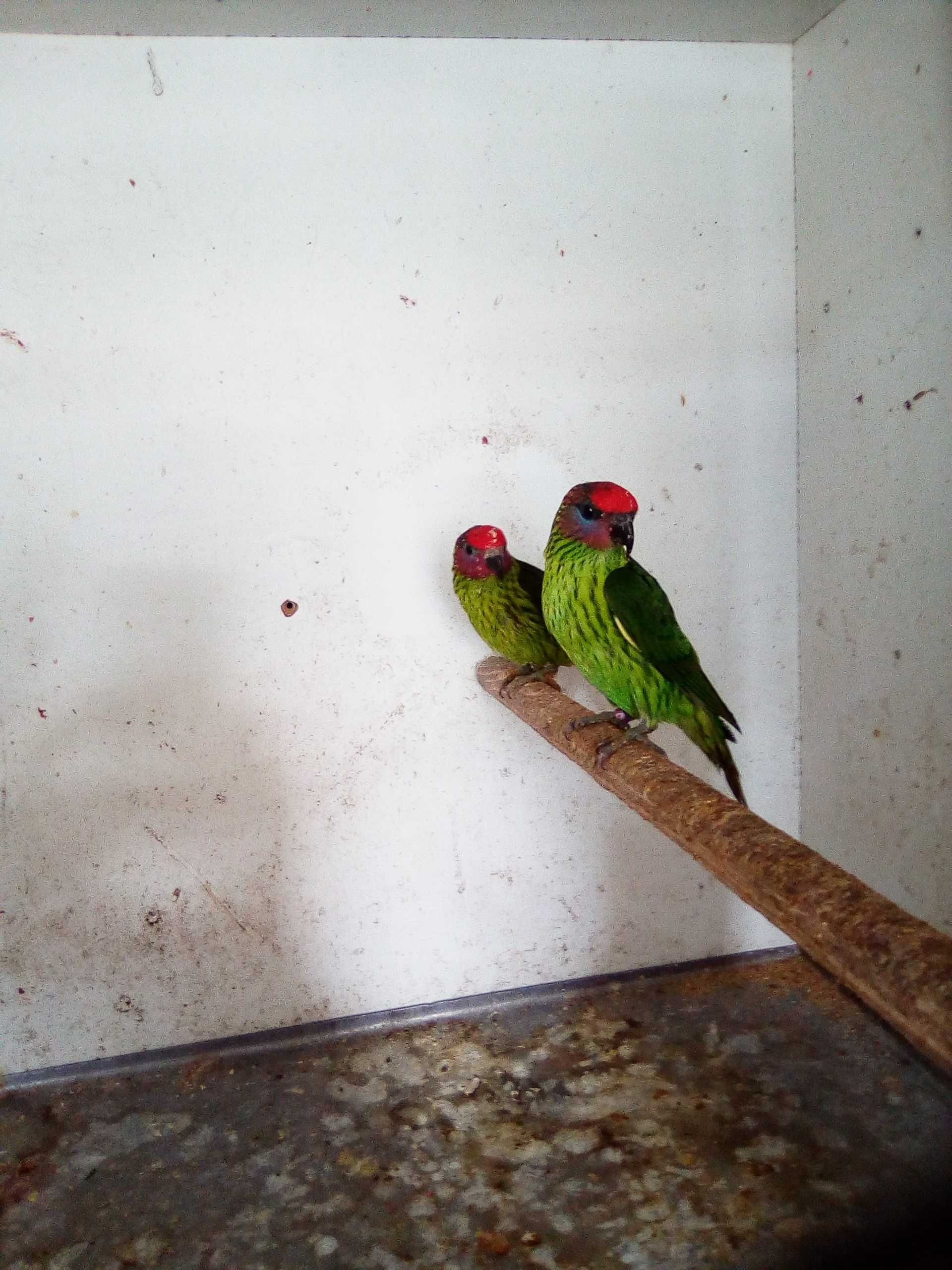 Papagaios-Aves - Casal - Loris - Goldiei